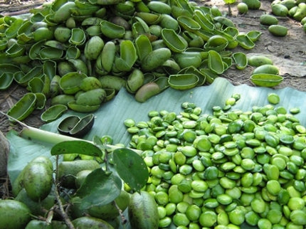 Real Benefits for Real Life: How Plant-Based 5-HTP Enhances Your Daily Routine