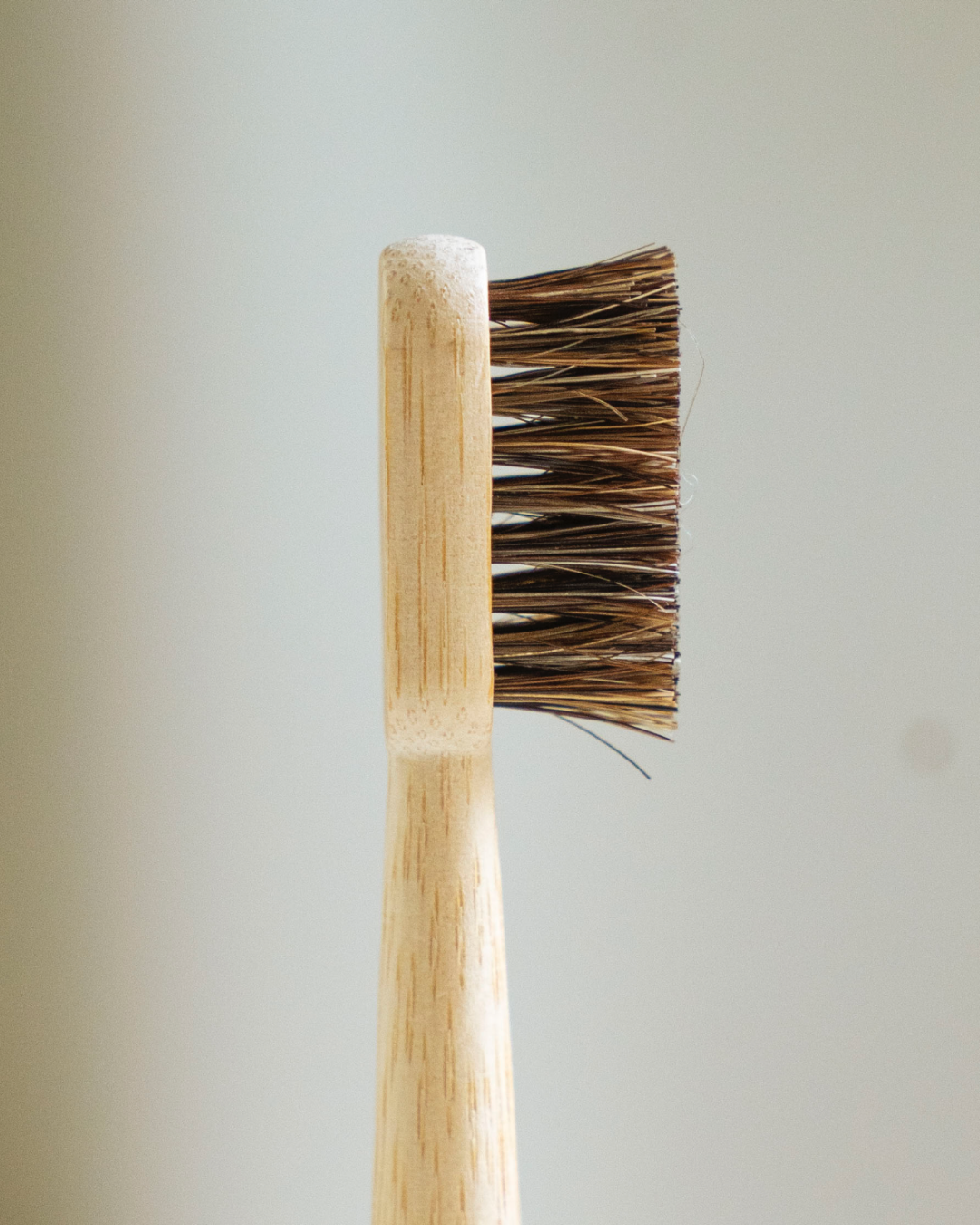 Close-up of natural horse hair bristles set in a bamboo toothbrush head