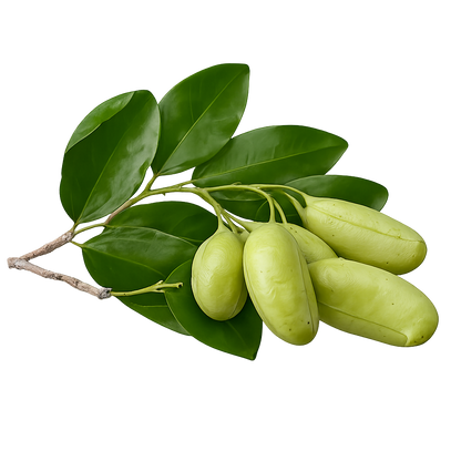 Plant 5-HTP
